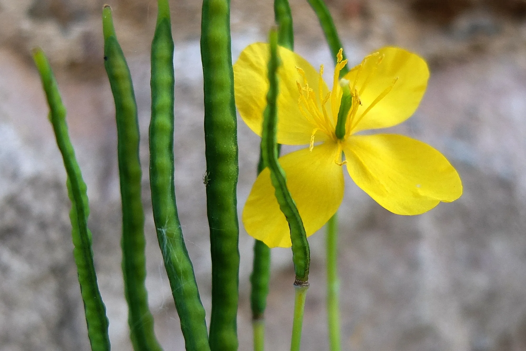 Herbes de nos rues_01.JPG