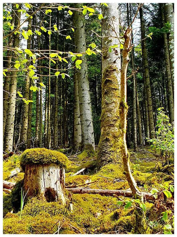 Les arbres